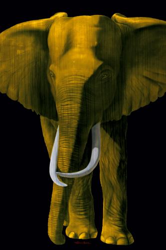 TIMBA GOLD élephant elephant Showroom - Inkjet sur plexi, éditions limitées, numérotées et signées .Peinture animalière Art et décoration.Images multiples, commandez au peintre Thierry Bisch online